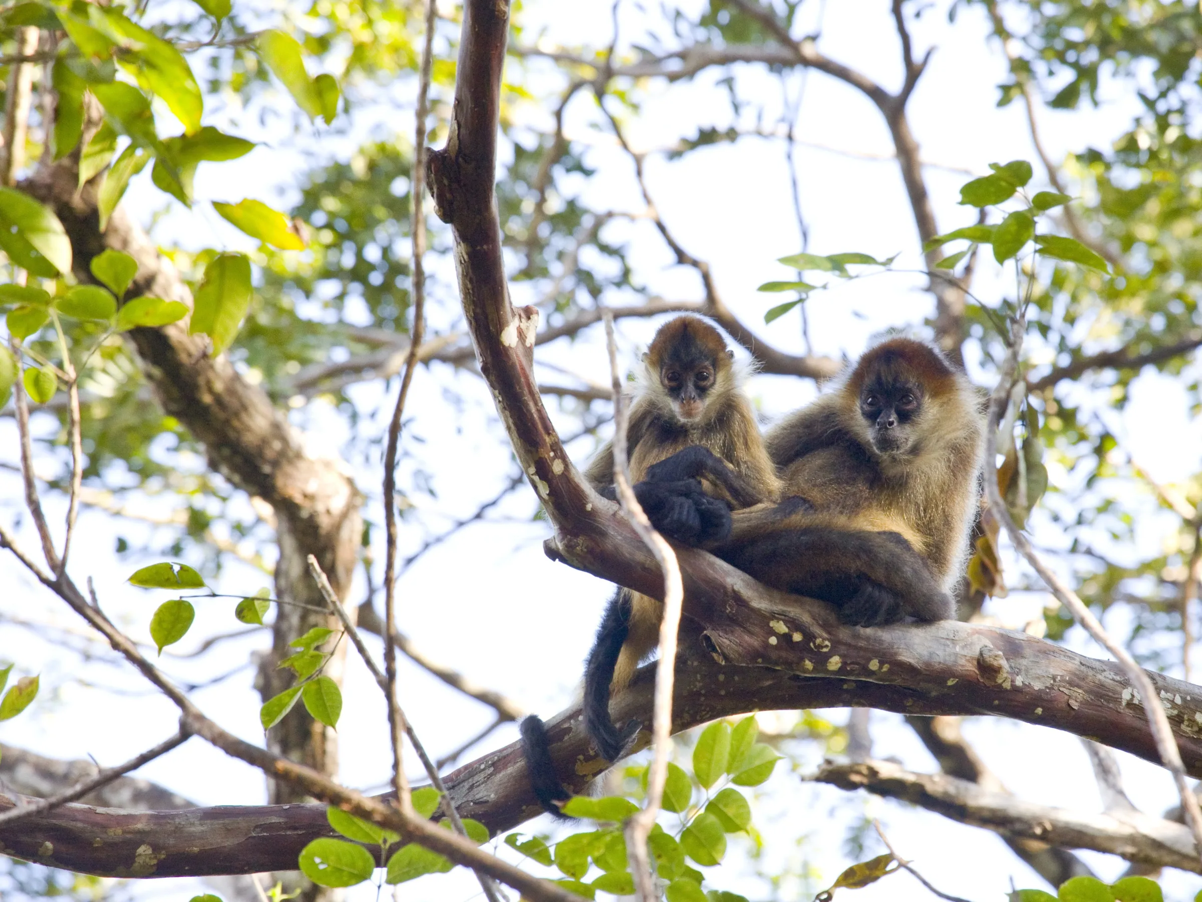 Two monkeys sitting on a tree branch surrounded by green leaves.