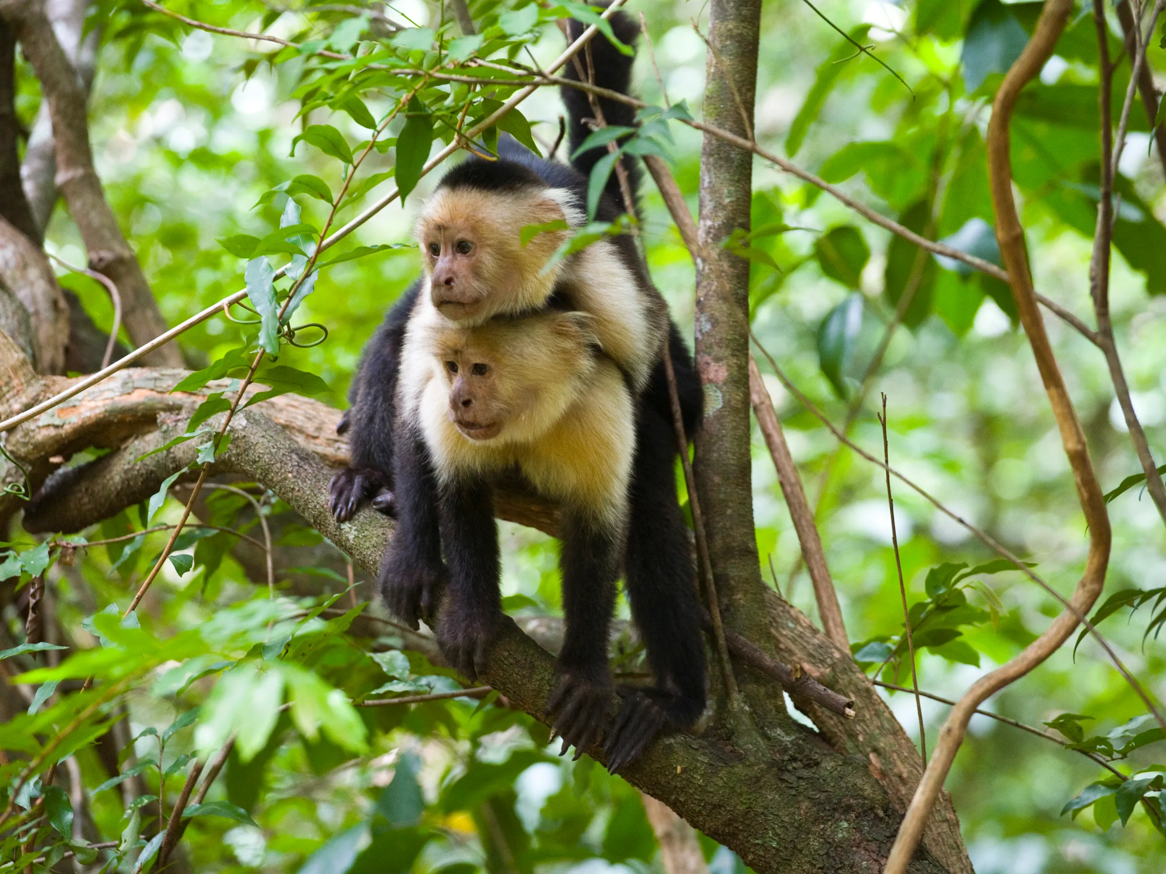 Two capuchin monkeys perched on a tree branch in a lush green forest.