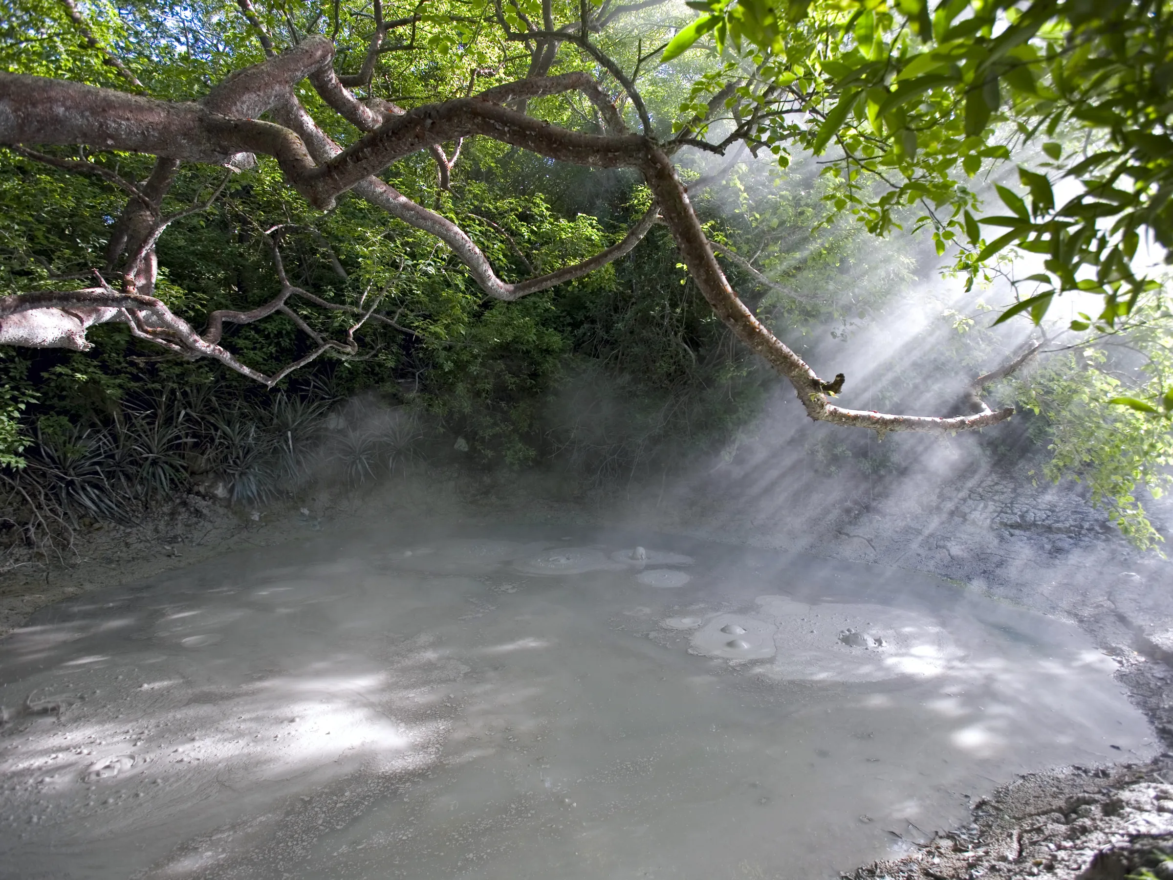 Sunlight through trees over a steaming muddy pond with branches in the foreground.