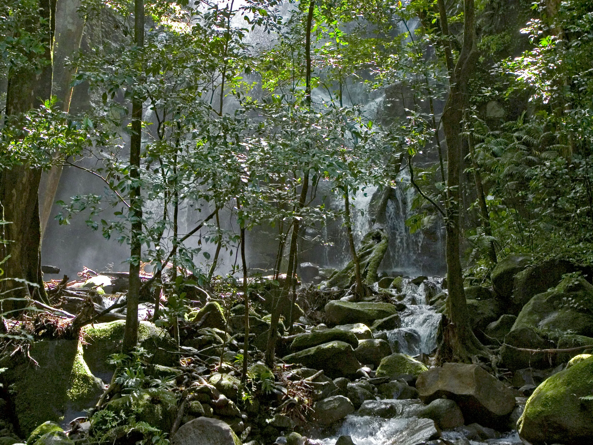 Forest waterfall with sunlight filtering through trees and flowing stream over rocks.