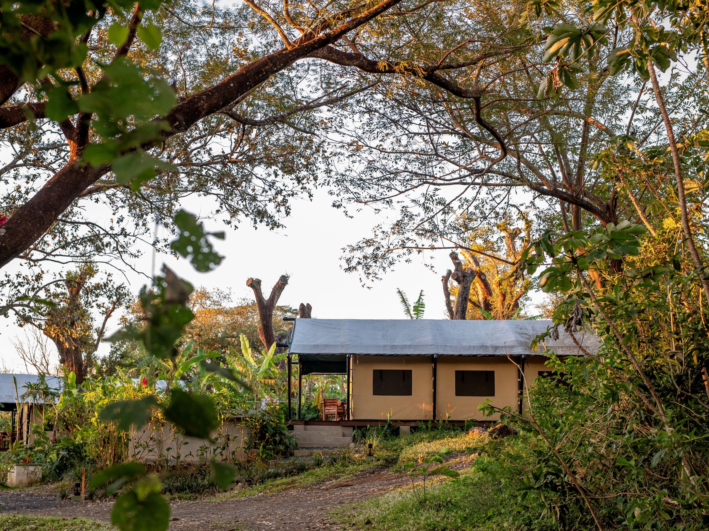Tent cabin in a lush, sunlit forest with trees and plants surrounding it.