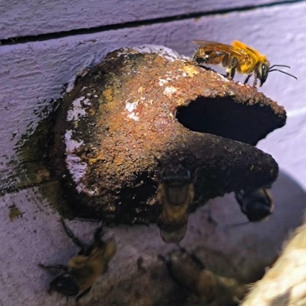 Bees entering and exiting a hollow wooden cavity.