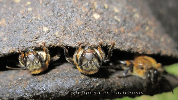 Close-up of three bees emerging from a small cavity with a 'Melipona costaricensis' label.