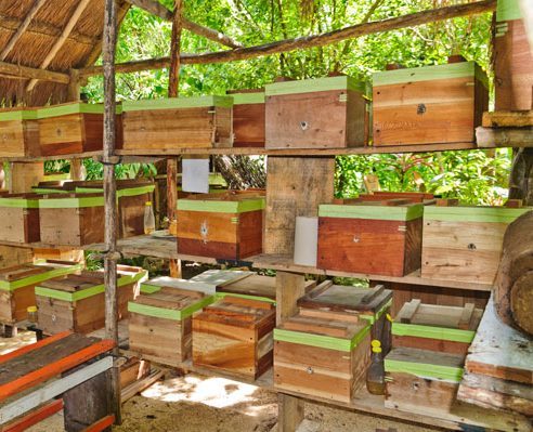 Wooden bee hives arranged on wooden shelves in an outdoor setting.