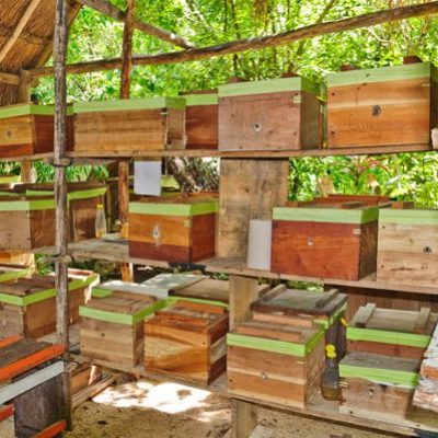 Wooden bee hives arranged on wooden shelves in an outdoor setting.