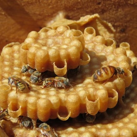 Bees crawling on a round, layered honeycomb structure.