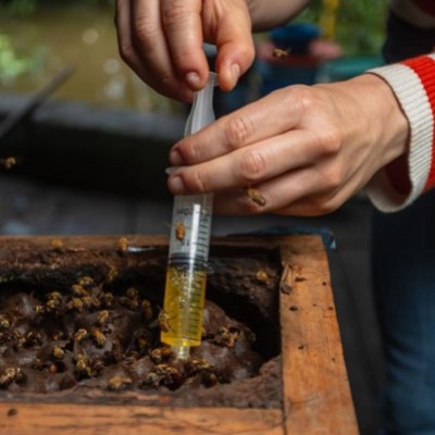 Person extracting liquid from a hive with a syringe surrounded by bees.