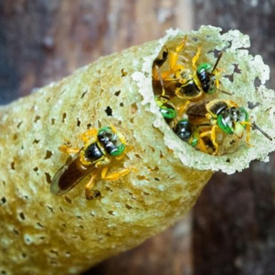 Three small bees on a textured, honeycomb-like tunnel entrance.
