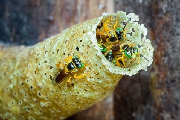Three small bees on a textured, honeycomb-like tunnel entrance.