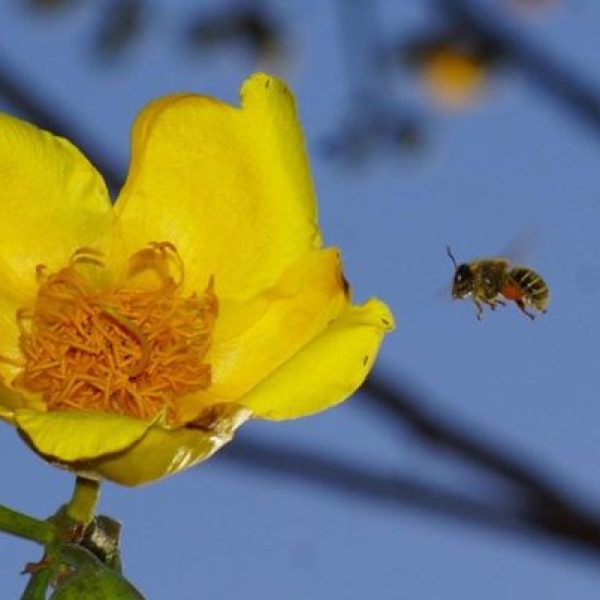 Yellow flower with flying bee and blue sky background.