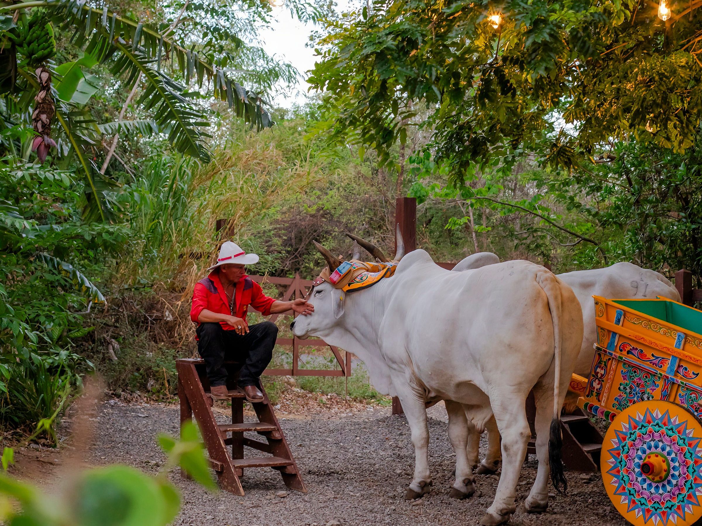Person in red coat with two white oxen and decorative cart in a lush outdoor setting.