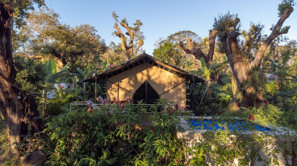 Tent surrounded by lush greenery and tall trees.