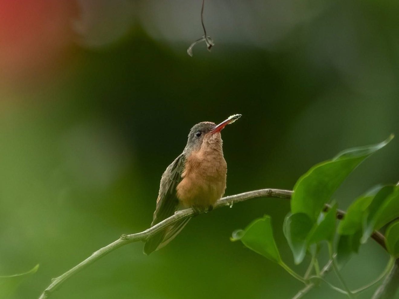 Small bird with red beak perched on branch against blurred green background.