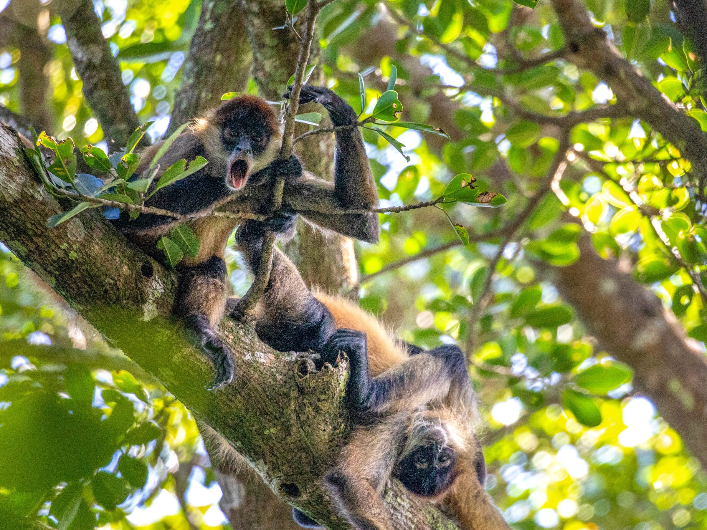 Two monkeys resting on a tree branch in a forest canopy.