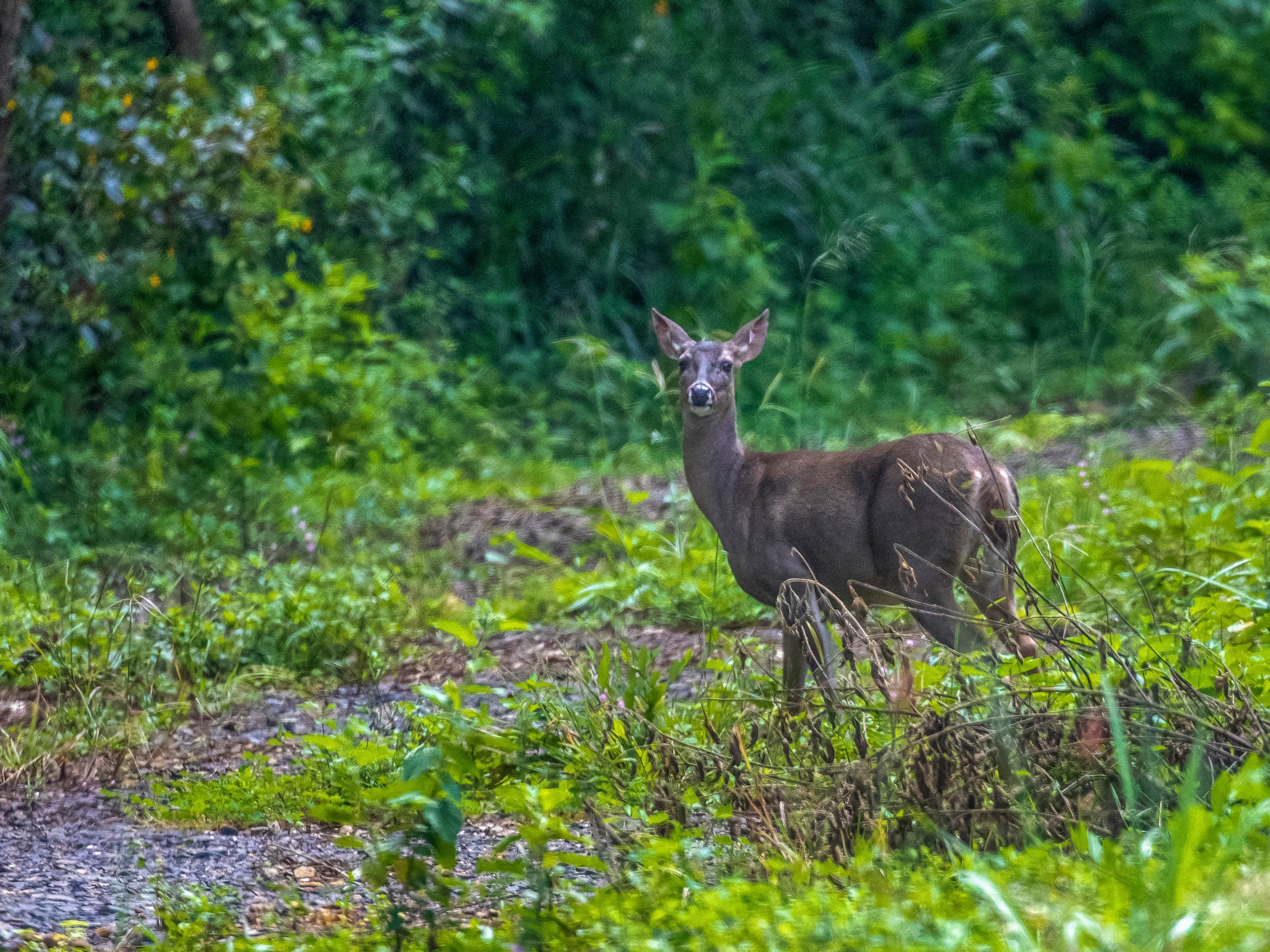 Deer stands on a grassy path in a lush green forest.
