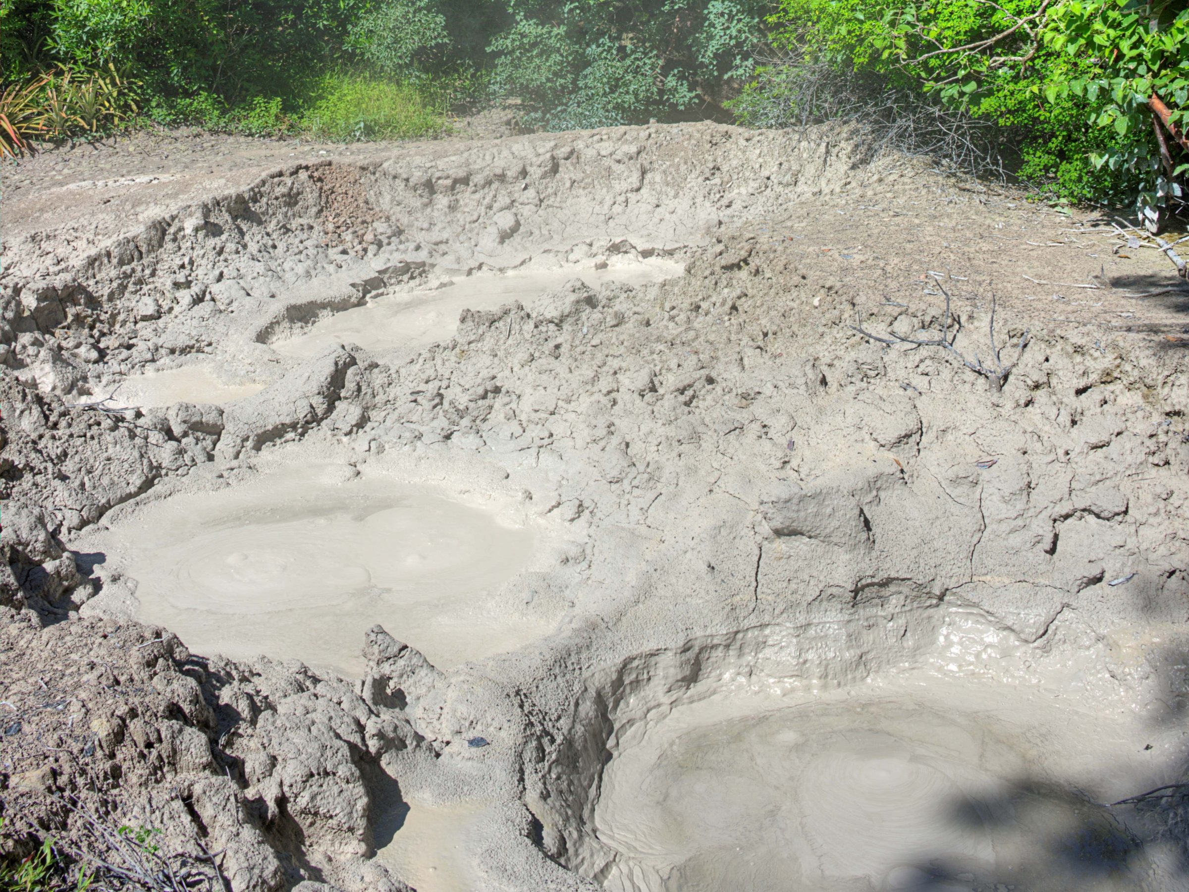 Mud pools with steam surrounded by dense green forest under a blue sky.